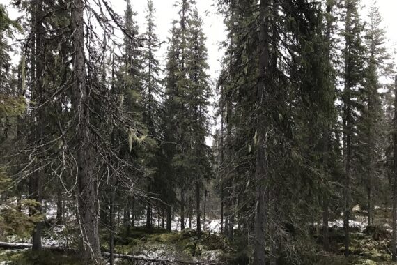 Sveaskog planerar att avverka den gamla granskogen vid Sör-Sergberget som uppkom efter en skogsbrand för länge sedan. I den senvuxna skogen finns gott om den rödlistade och nära hotade garnlaven. Foto: Privat.