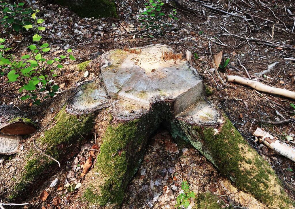 Naturvärdesträd höggs ned i Sjöbovikens reservat. Det här var en gammal gran med stor sockel. Foto: Jan Brenander