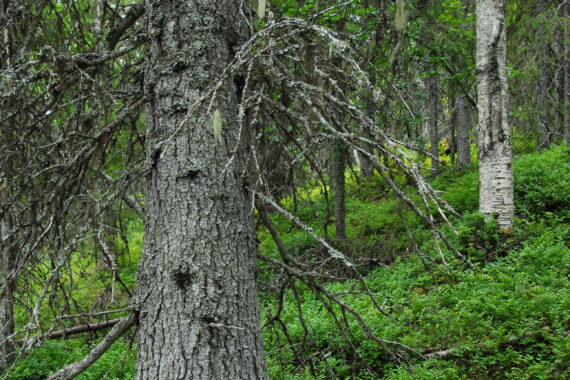 En gammal gran med den rödlistade och nära hotade garnlaven i den avverkningsanmälda skogen på lågfjället Tjappsåive i Östra Kikkejaure sameby.