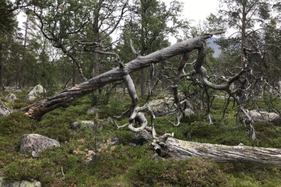 En mycket gammal död lutande tall i en gammal tallnaturskog i Norrbotten. Foto: Privat.