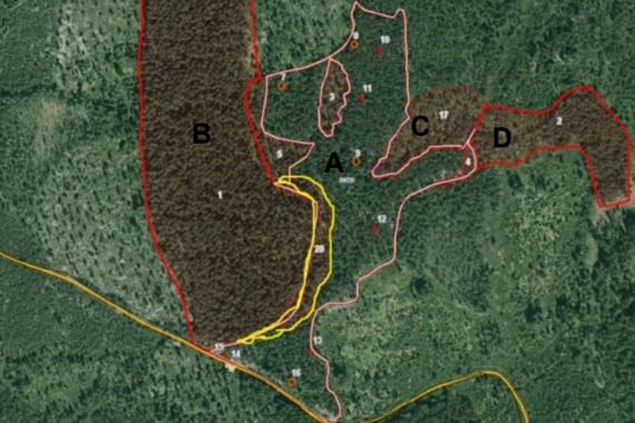 Avverkningen (A rosa linje) ligger mellan en skog med västlig taiga (B) och en skogsbevuxen myr (C) och en nyckelbiotop (D).