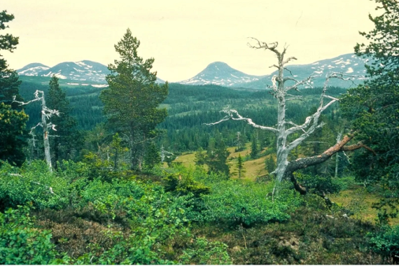 Skäckerfjällens naturreservat. Foto: Rolf Löfgren
