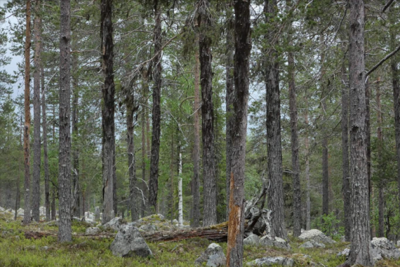 Den avverkningsanmälda skogen som Sveaskog planerar att börja avverka. Foto: Sebastian Kirppu.