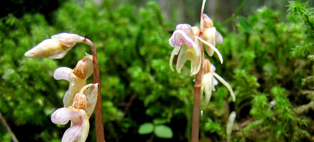 Orkidén Skogsfru