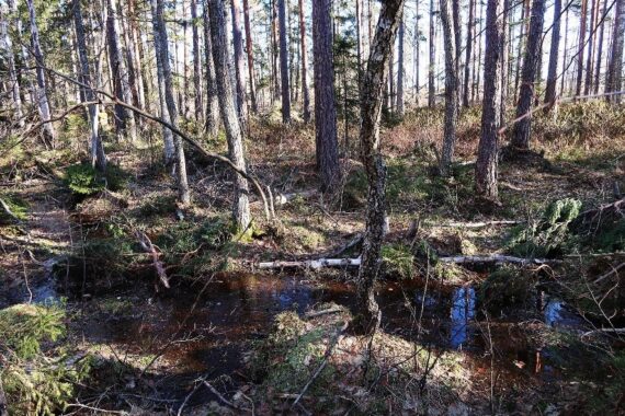 Södra planerar att avverka lövrik tallskog på en skvattrammosse vid Ramnebo i Oskarshamns kommun. Foto: Jan Brenander.