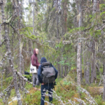Den avverkningsanmälda naturskogen är hänglavsrik med god förekomst av den nära hotade garnlaven (NT) vid Björnbäcken i Sollefteå kommun. Foto: Privat.