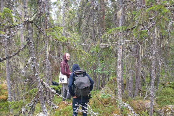 Den avverkningsanmälda naturskogen är hänglavsrik med god förekomst av den nära hotade garnlaven (NT) vid Björnbäcken i Sollefteå kommun. Foto: Privat.