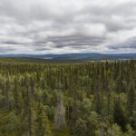 Värdefull kontinuitetsskog i naturreservatet Jielkka-Rijmagåbbå i Jokkmokk kommun. Foto: Jon Andersson.