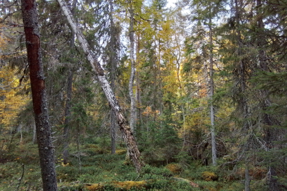 Holmen har nu dragit tillbaka sin avverkningsanmälan i den lövrika barrnaturskogen drygt 5 km norr om Resele i Sollefteå kommun. På bilden syns en äldre asp med signalarten korallblylav. Foto: Privat.