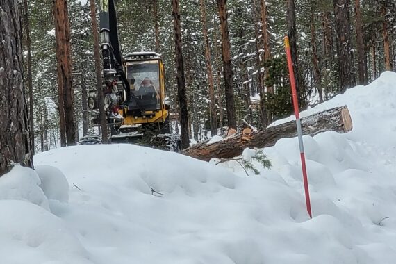 SCA avverkar naturskogen vid Saskam trots att Naturskyddsföreningen begärt att Skogsstyrelsen gör en artskyddsutredning i området. Foto: Cecilia Lundin.