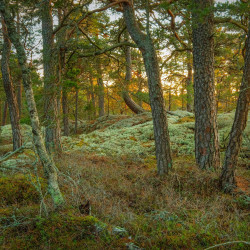Hugelstaskogen består till stor del av hällmark med gamla tallar. Foto: Michael Lander
