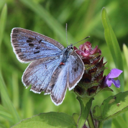 Svartfläckigblåvvingsfjäril, en av de hotade arterna.