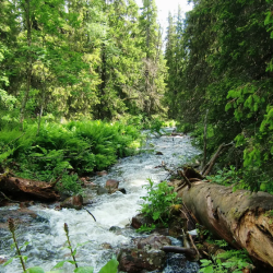 naturskog-rolf-lofgren-1