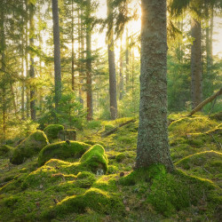 scouternas-skog-foto-m-lander